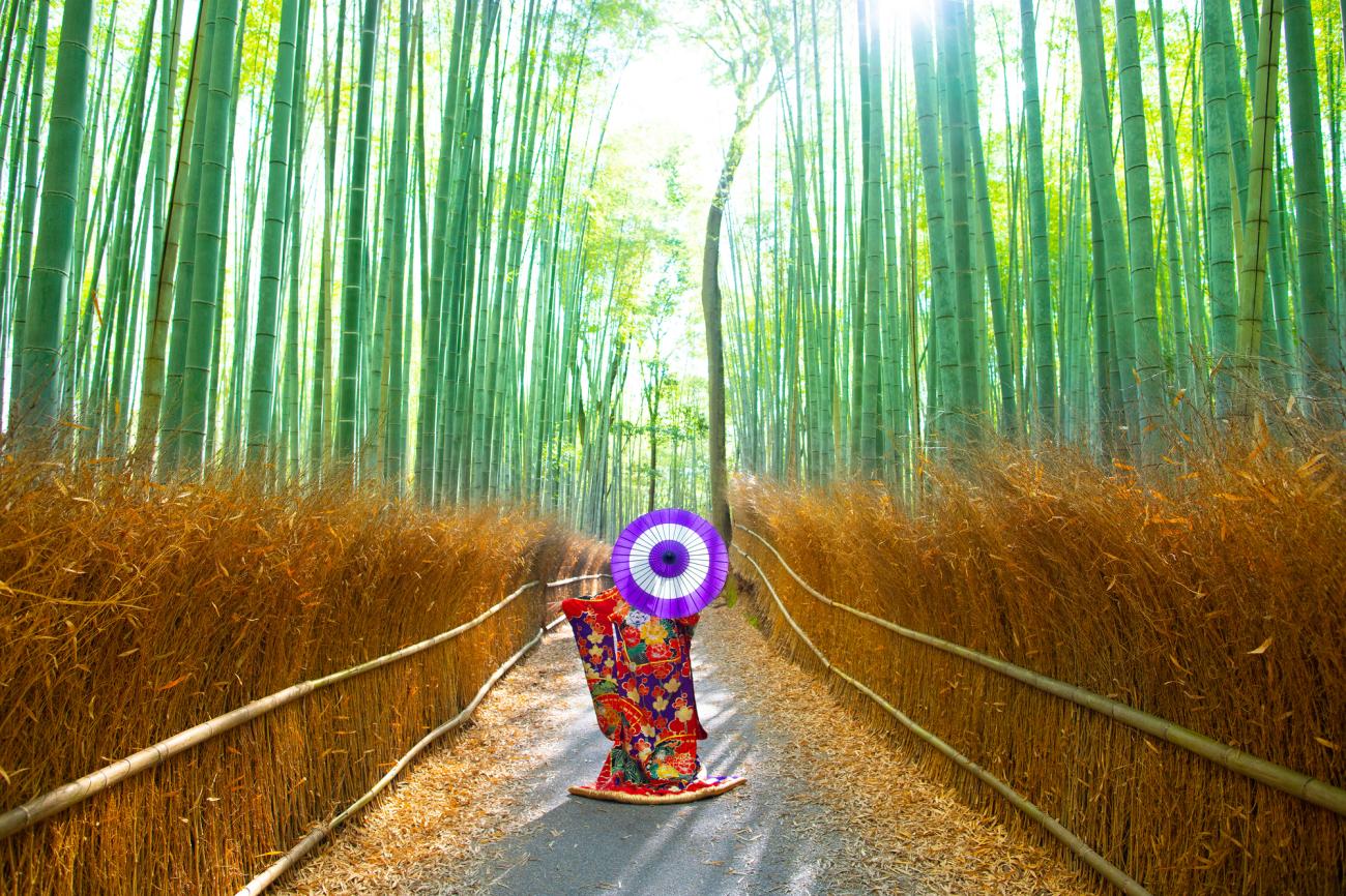 Sunlight filtering through the famous Arashiyama bamboo grove